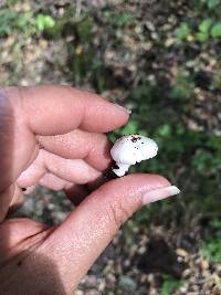 Inocybe insinuata image