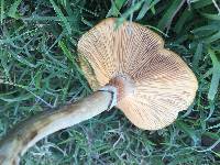 Armillaria mellea image