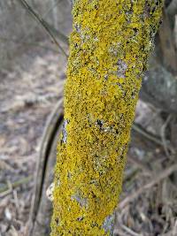 Xanthoria parietina var. parietina image