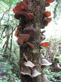 Auricularia cornea image