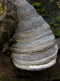 Fomes fomentarius image