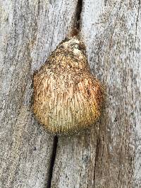 Hericium erinaceus image