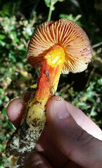 Hygrocybe laetissima image