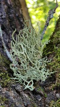 Evernia mesomorpha image