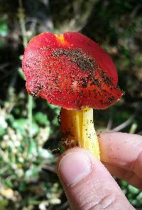 Hygrocybe laetissima image