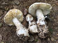 Amanita ocreata image