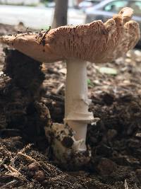 Amanita velosa image