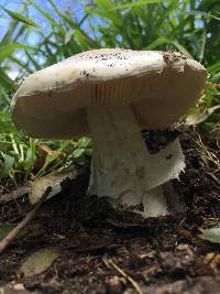 Amanita ocreata image