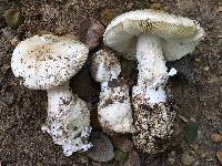 Amanita ocreata image