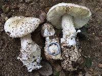 Amanita ocreata image