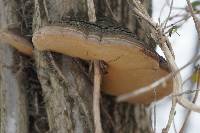 Phellinus robiniae image