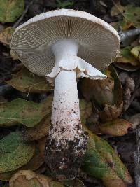 Amanita novinupta image