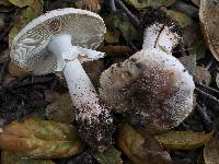 Amanita novinupta image