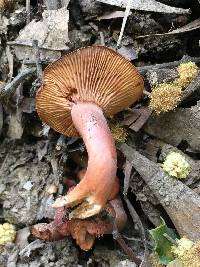 Lactarius rufulus image