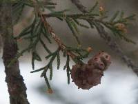 Gymnosporangium juniperi-virginianae image