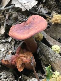 Lactarius rufulus image