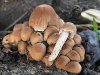 Coprinellus micaceus image