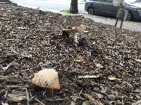 Amanita velosa image