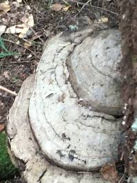 Ganoderma brownii image