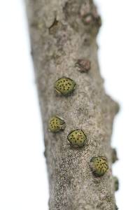 Diatrype virescens image