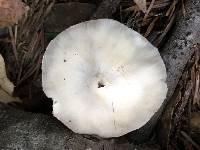 Clitocybe fragrans image