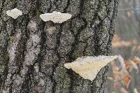 Trametes gibbosa image