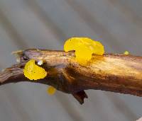 Dacrymyces chrysospermus image