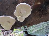 Fomitopsis pinicola image