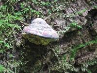 Fomitopsis pinicola image