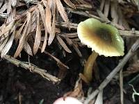 Hygrocybe psittacina var. psittacina image