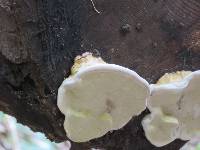 Fomitopsis pinicola image