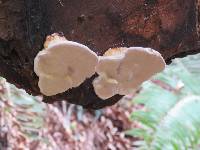 Fomitopsis pinicola image