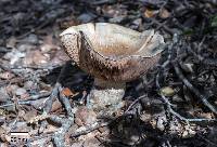 Cortinarius australiensis image