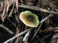 Hygrocybe psittacina var. psittacina image