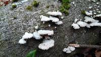 Schizophyllum commune image