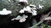 Schizophyllum commune image