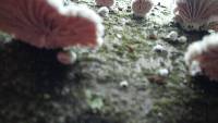 Schizophyllum commune image