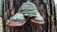 Fomitopsis pinicola image