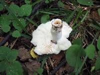 Russula aeruginea image