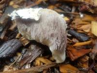 Stropharia ambigua image