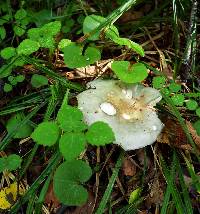 Russula aeruginea image