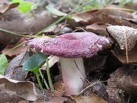 Russula olivacea image