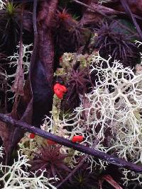 Cladonia cristatella image