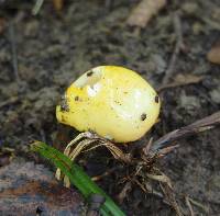 Russula claroflava image