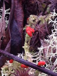 Cladonia cristatella image