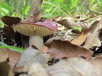 Russula olivacea image