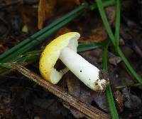 Russula claroflava image