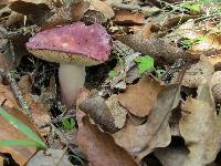 Russula olivacea image