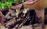 Russula olivacea image