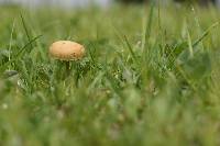 Agrocybe pediades image